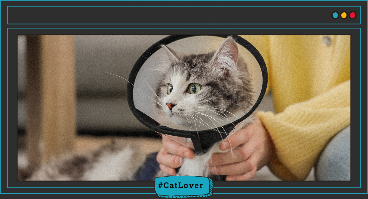 efectos del collar isabelino en gatos